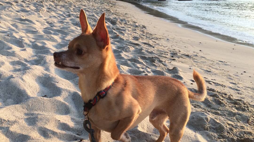 Traveling with Pets to the Virgin Islands