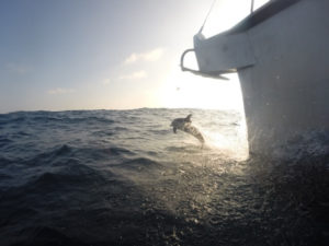 BVI Bareboat Charter