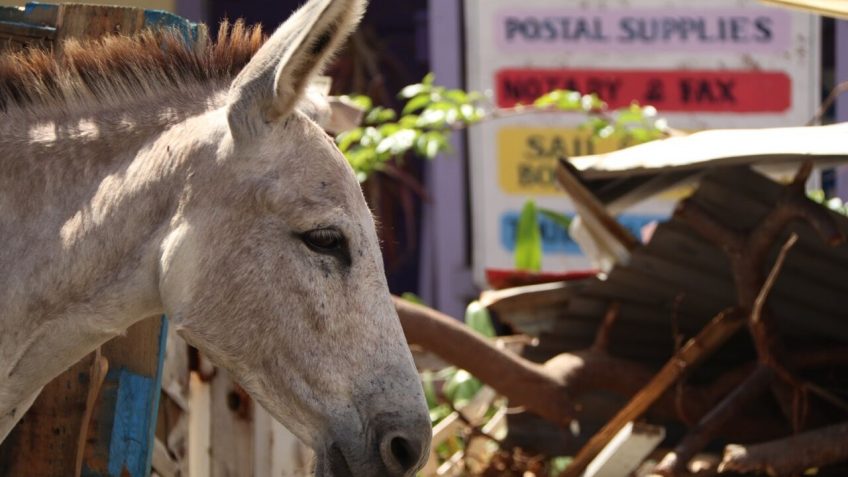Coral Bay Donkey