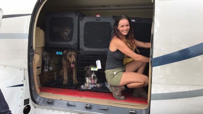 Island Dog Rescue